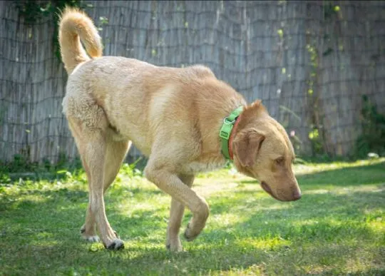 Cudowny, wychowany Max, roczne cudo do pokochania! Przyjazny, niekonfliktowy psiak w typie retrievera, kochany, wesoły, , Katowice