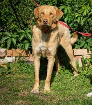 Cudowny, wychowany Max, roczne cudo do pokochania! Przyjazny, niekonfliktowy psiak w typie retrievera, kochany, wesoły, , Katowice