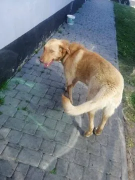 Cudowny, wychowany Max, roczne cudo do pokochania! Przyjazny, niekonfliktowy psiak w typie retrievera, kochany, wesoły, , Katowice
