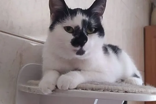 Malinka szuka domu