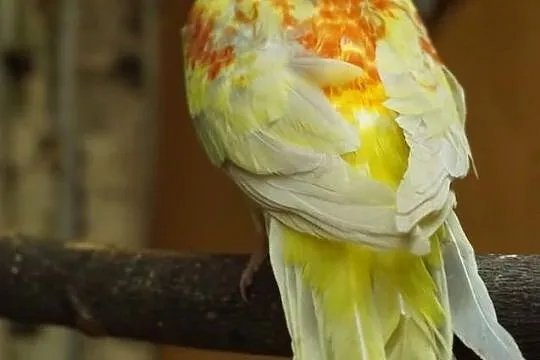 wymiana