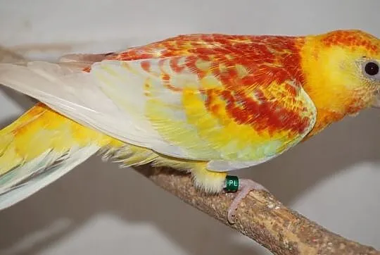 Wymiana