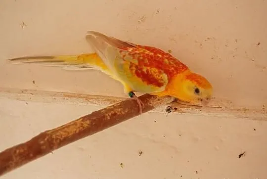 Wymiana