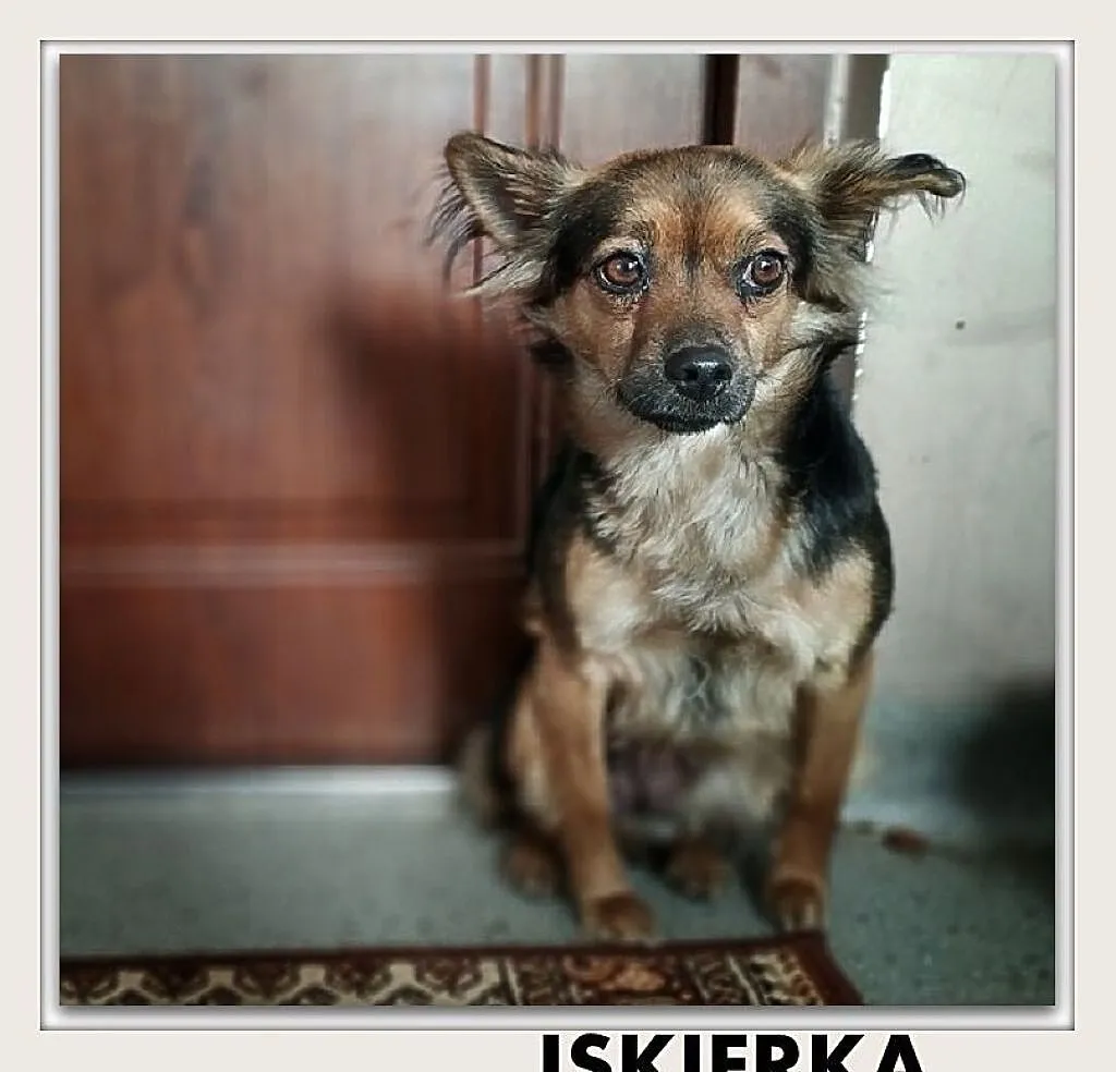 ISKIERKA,5kg,mała,łagodna,tulaśna,sterylizowana suczka.ADOPCJA, Mazowieckie, Warszawa
