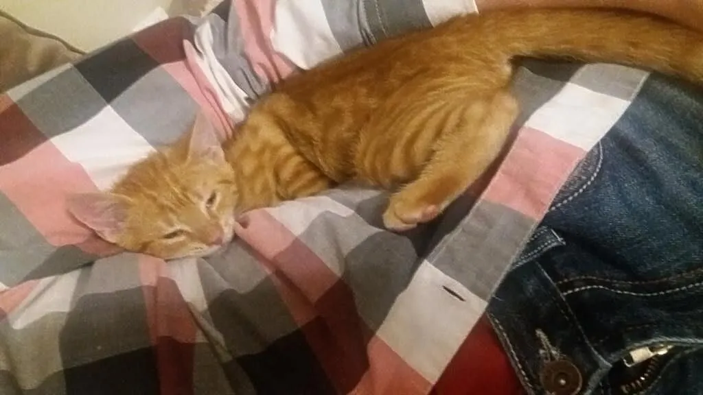 Trzymiesięczny kocurek Karmelek szuka domu