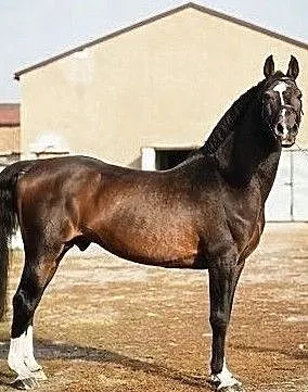 Ogier Comandor, ,