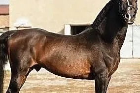 Ogier Comandor, , 