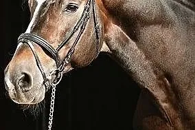 Ogier Comandor, , 