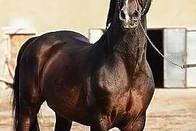 Ogier Comandor, , 