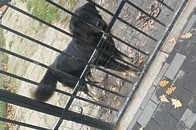 Prześliczna suczka szuka nowego domu,  dolnośląski