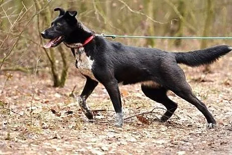 Negra czeka na dom,  Pozostałe rasy cała Polska