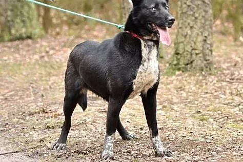 Negra czeka na dom,  Pozostałe rasy cała Polska