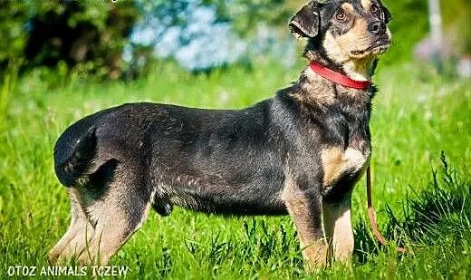 OTOZ Animals - Klipek - mały, wesoły młodzieniec c