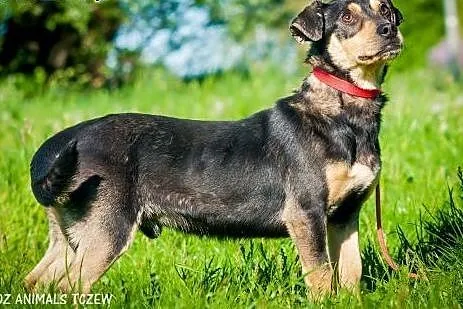 OTOZ Animals - Klipek - mały, wesoły młodzieniec c