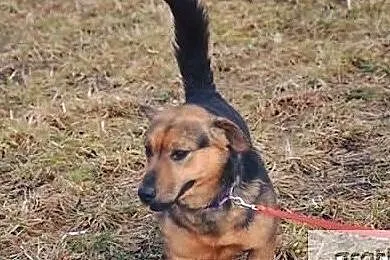 Piękna sunia marzy o własnym domku adoptuj ją i pokochaj