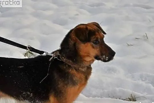 Piękna sunia marzy o własnym domku adoptuj ją i pokochaj, Mazowieckie, Warszawa