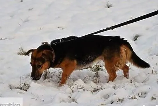 Piękna sunia marzy o własnym domku adoptuj ją i pokochaj, Mazowieckie, Warszawa