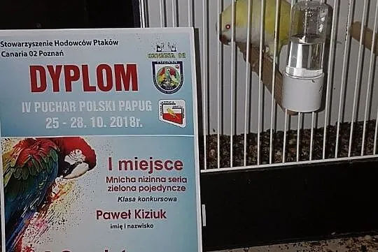 mnicha nizinna mnichy nizinne samica z DNA możliwa wysyłka Pocztą Polską, , Lubin