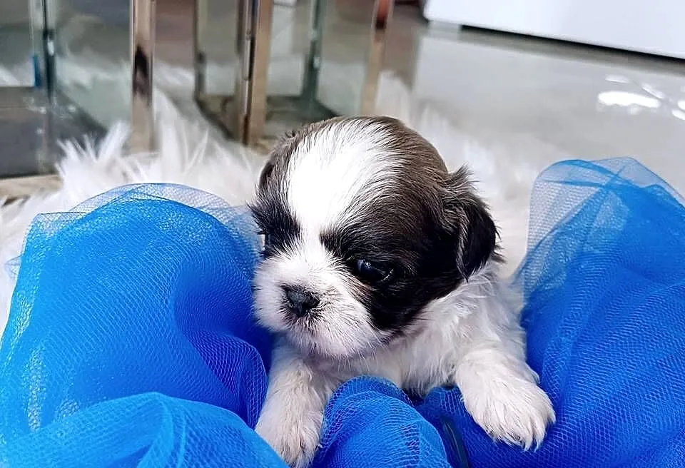 Shih-Tzu piesek, Wielkopolskie, Leszno