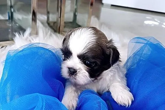 Shih-Tzu piesek, Wielkopolskie, Leszno