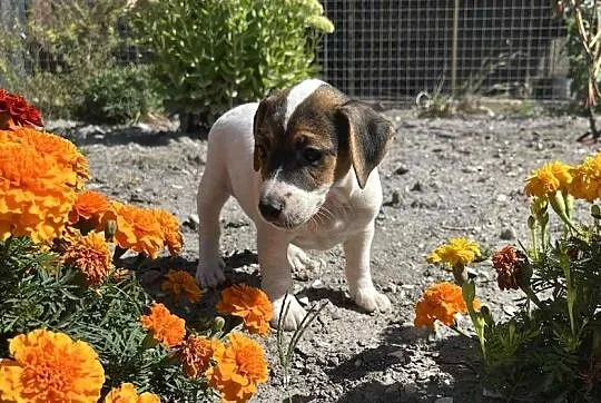 Szczeniaki Jack Russell Terrier, Świętokrzyskie, Pińczów