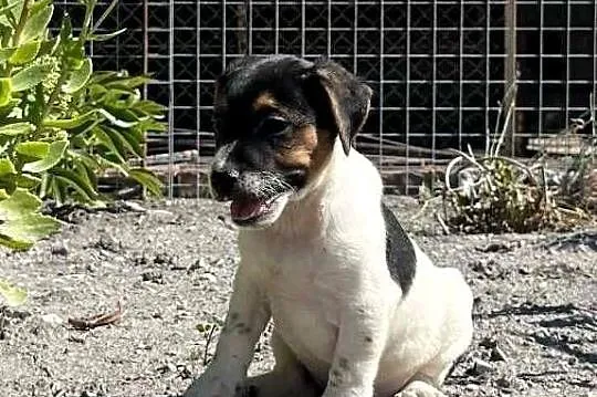 Szczeniaki Jack Russell Terrier, Świętokrzyskie, Pińczów