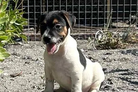 Szczeniaki Jack Russell Terrier, Świętokrzyskie, Pińczów