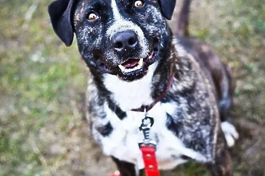 Kewin, nieduży pieszcoch, poukładany, wesoły pies do adopcji