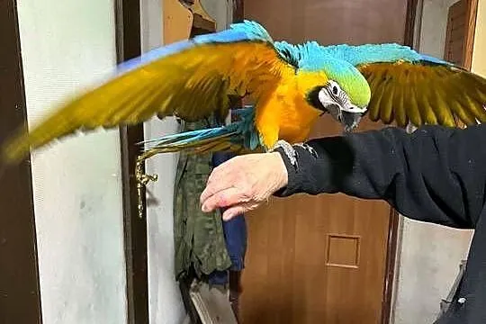Ara Ararauna, Wielkopolskie, Ceków-Kolonia