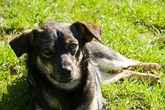 Zorka - około 2,5 letnia, mała suczka - czeka na kochający dom.