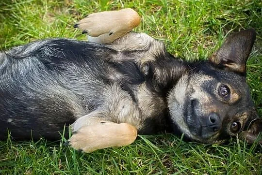 Zorka - około 2,5 letnia, mała suczka - czeka na k
