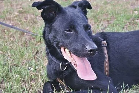 Bosman szuka odpowiedzialnego domu,  śląskie Katow