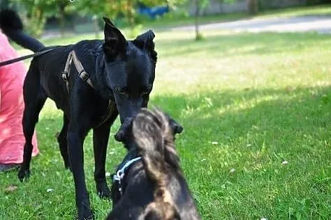Bosman szuka odpowiedzialnego domu,  śląskie Katow