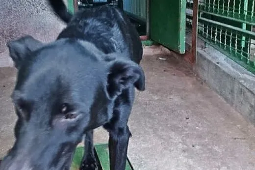 Bosman szuka odpowiedzialnego domu,  śląskie Katow
