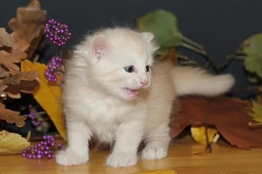 Kotka syberyjska Coco - odbiór kotka w grudniu