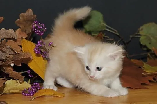 Kotka syberyjska Coco - odbiór kotka w grudniu