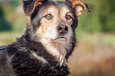 Cezar - psi senior po cichu marzy o ciepłym kącie ,  pomorskie Wejherowo