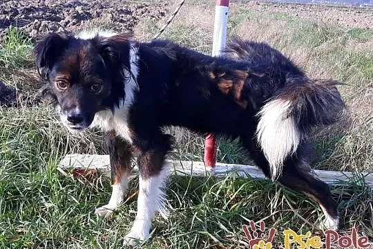 SANDEJ-wesoły, energiczny, radosny mały psiak-szukamy aktywnego domu, Małopolskie, Kraków