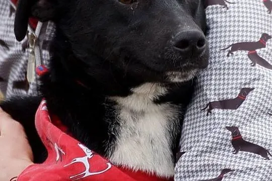 Nakolankowy Lobo, grzeczny, wesoły malec szuka dom