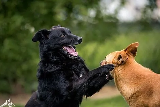 Świetny, młodziutki i przyjacielski pies FUKS poleca się do adopcji!, Śląskie, Katowice