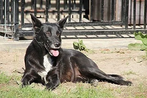 Delikatna Neska, czarna suczka ze ślicznymi radarkami szuka domu!