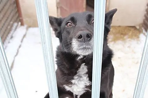 Delikatna Neska, czarna suczka ze ślicznymi radark
