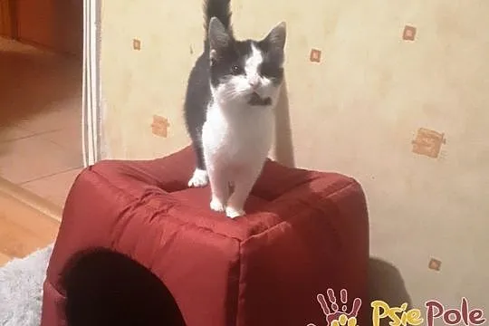 IVANKA-super fajna, kochana, przyjazna mała kicia-szukamy domu, adopcja, Małopolskie, Kraków