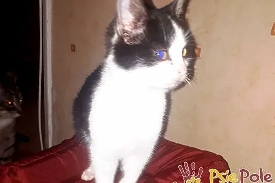 IVANKA-super fajna, kochana, przyjazna mała kicia-szukamy domu, adopcja, Małopolskie, Kraków