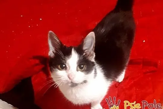 IVANKA-super fajna, kochana, przyjazna mała kicia-szukamy domu, adopcja, Małopolskie, Kraków