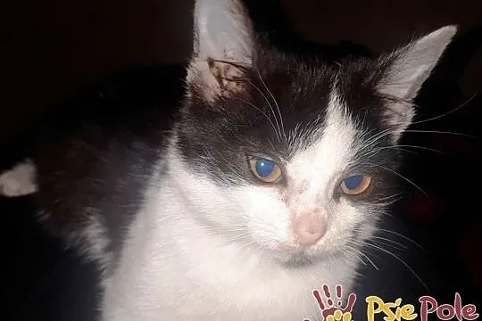 IVANKA-super fajna, kochana, przyjazna mała kicia-szukamy domu, adopcja, Małopolskie, Kraków