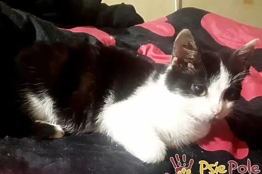 IVANKA-super fajna, kochana, przyjazna mała kicia-szukamy domu, adopcja, Małopolskie, Kraków