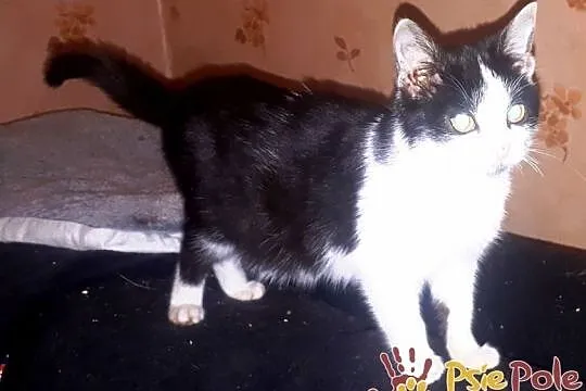 IVANKA-super fajna, kochana, przyjazna mała kicia-szukamy domu, adopcja, Małopolskie, Kraków