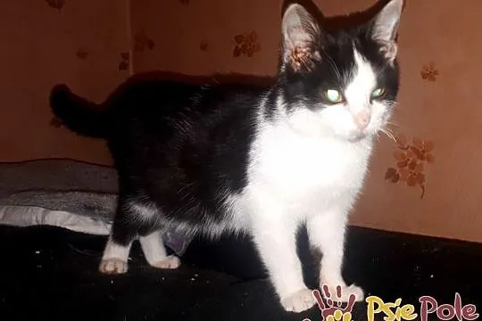 IVANKA-super fajna, kochana, przyjazna mała kicia-szukamy domu, adopcja, Małopolskie, Kraków