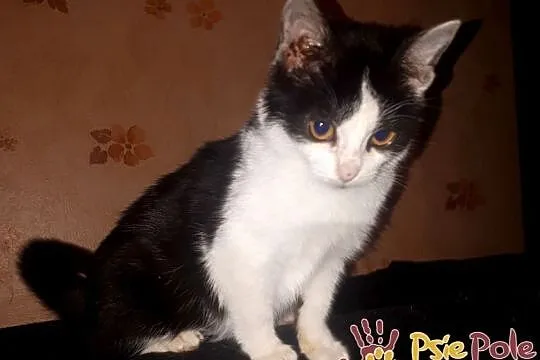 IVANKA-super fajna, kochana, przyjazna mała kicia-szukamy domu, adopcja, Małopolskie, Kraków